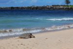 A sleeping honu on Oneloa Bay